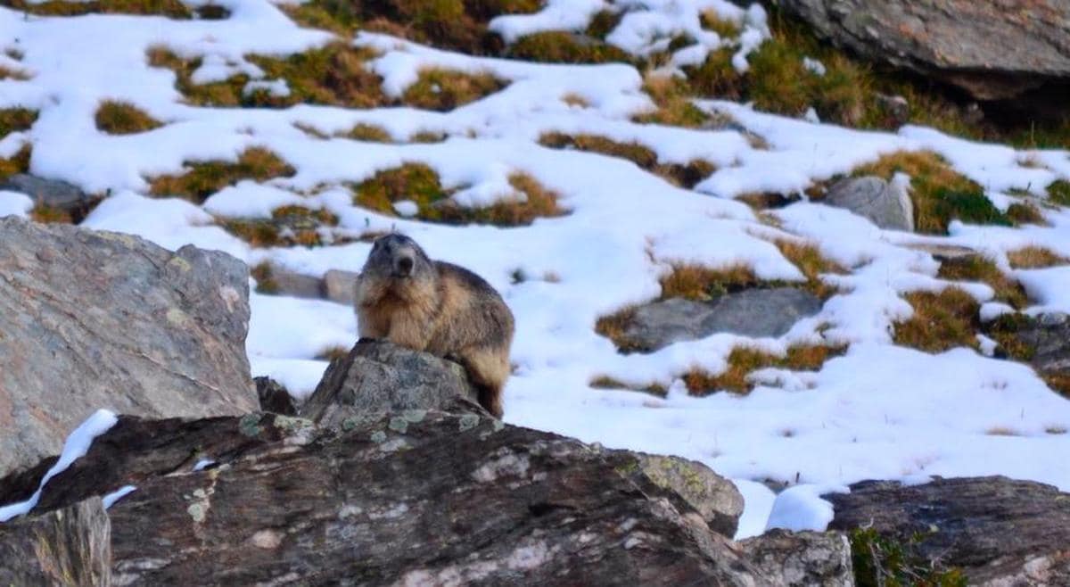 Una marmota sobre una piedra rodeada de nieve.