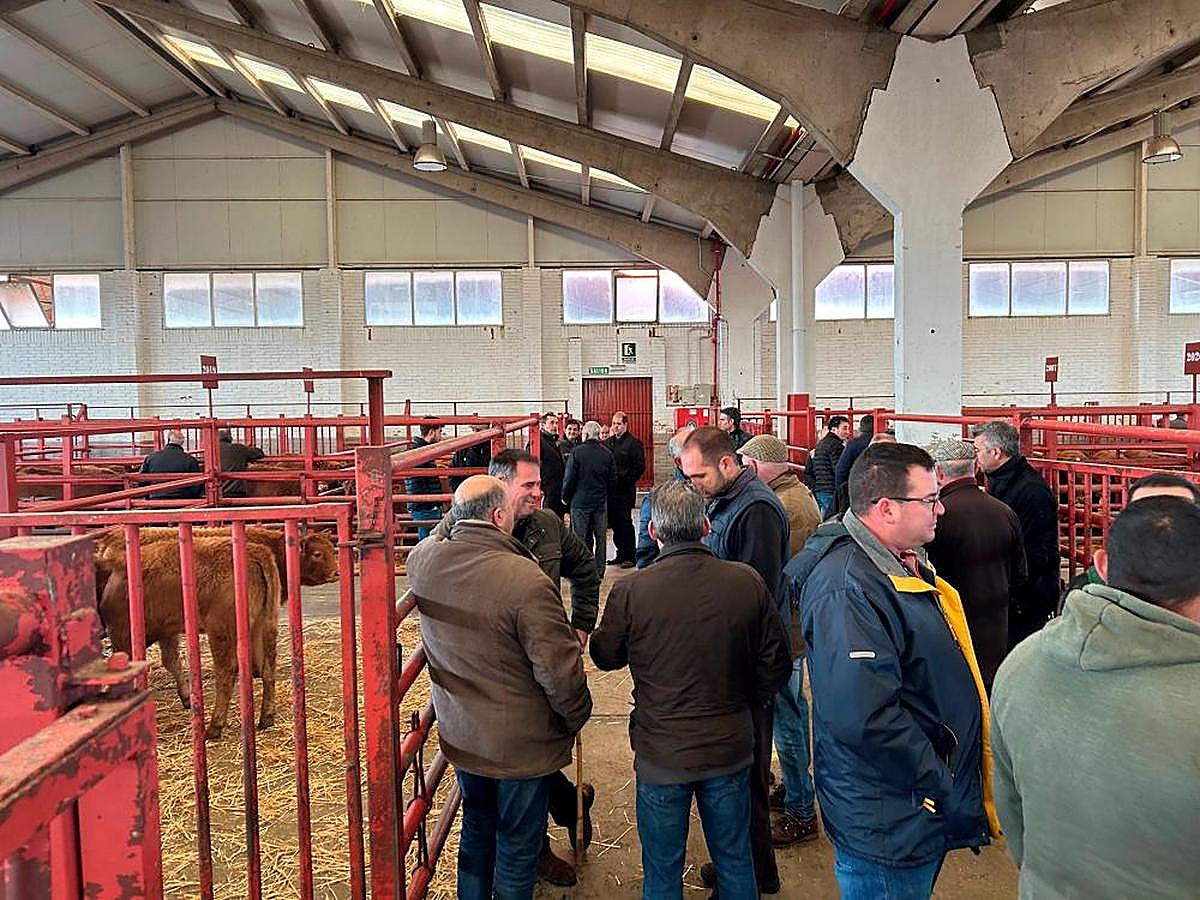 Tratantes en el mercado de ganados de Salamanca