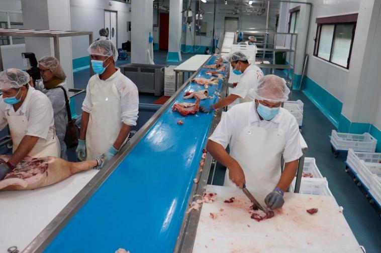 La matanza de bellota seguirá intensa dos semanas más
