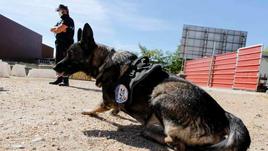 Un perro antidroga realizando labores de detección