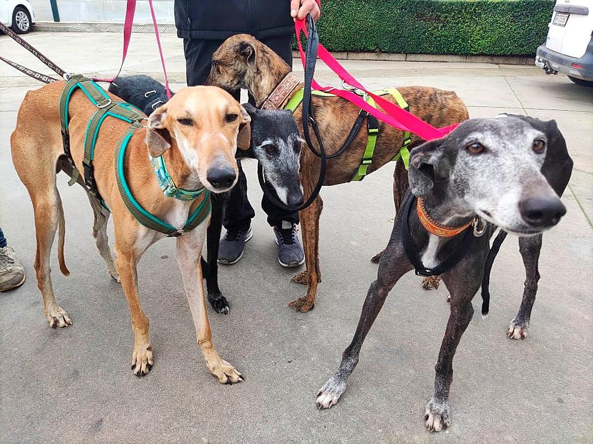 Perros rescatados por Galgos del Sur