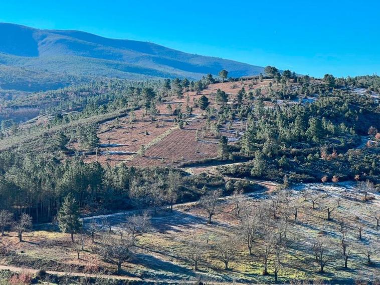 El municipio salmantino que será reforestado con 600.000 árboles