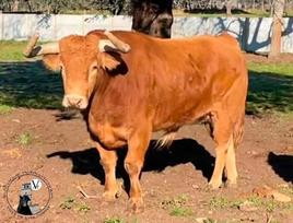 ‘Bilanero’, Toro de Cajón de Vitigudino 2023.