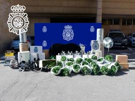 Plantas de marihuana intervenidas por la Policía Nacional.