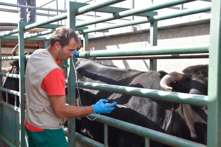 Un veterinario vacuna a una vaca en una finca salmantina