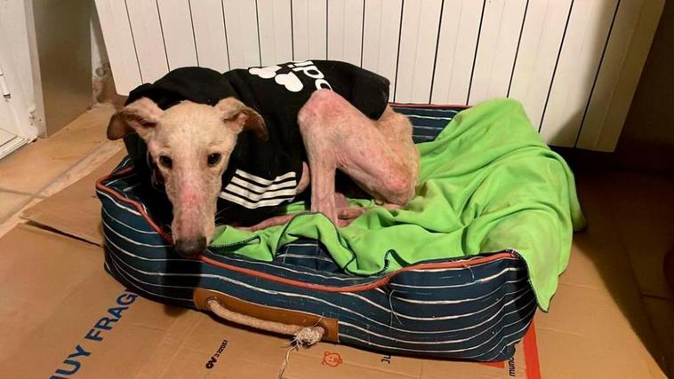Denuncian el aumento de perros abandonados con bozal en Salamanca