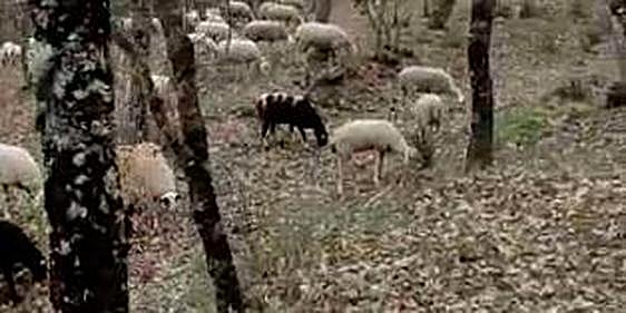 Las ovejas de un ganadero salmantino que protesta por los pastos.