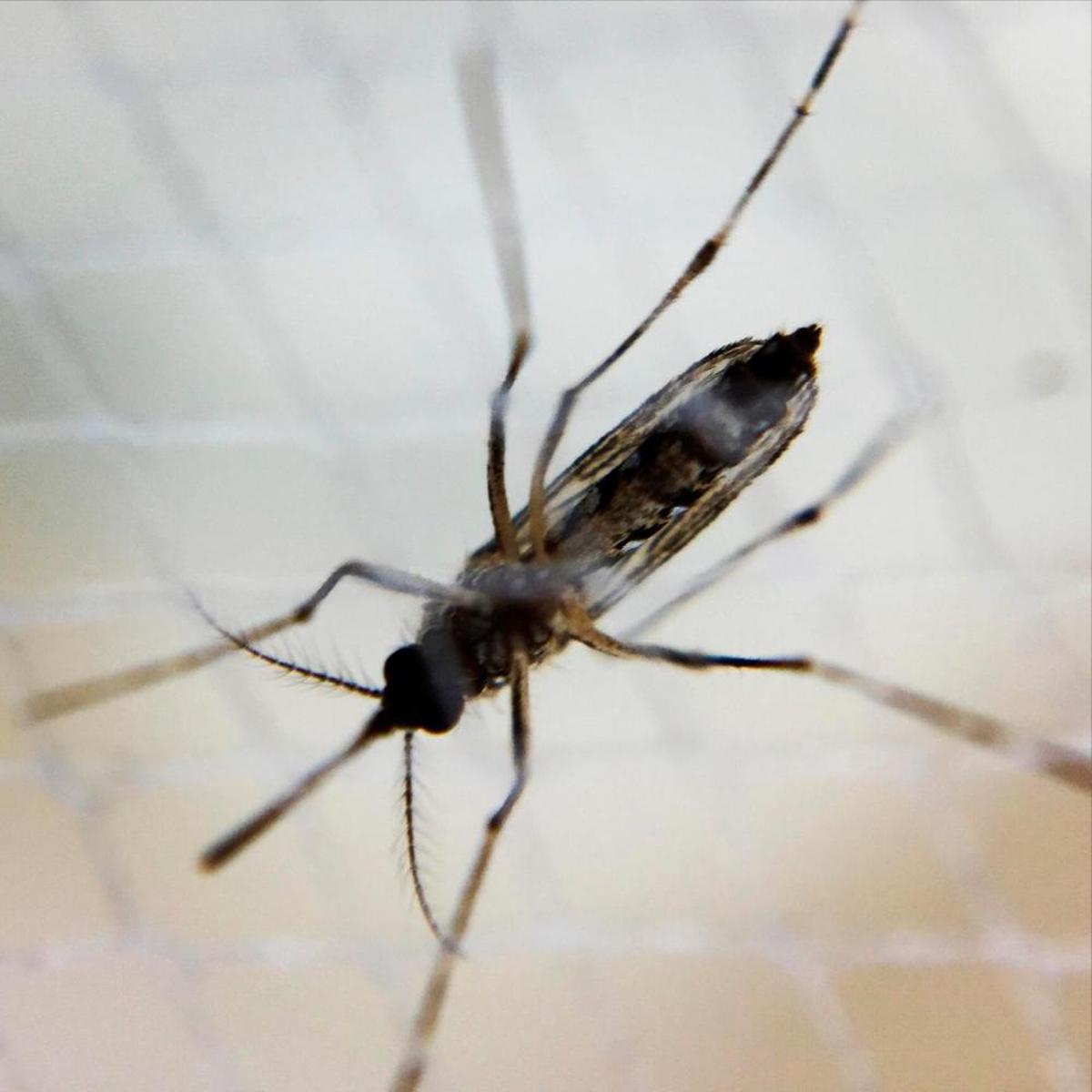 El mosquito ‘Aedes albopictus’ está presente en toda el área mediterránea española y las islas Baleares
