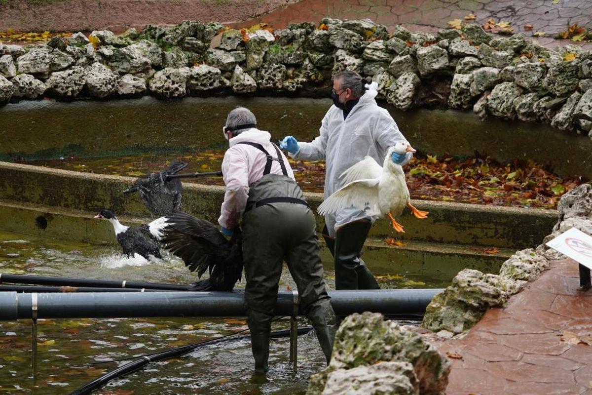 Operarios del Ayuntamiento capturan a los patos para ponerlos en cuarentena