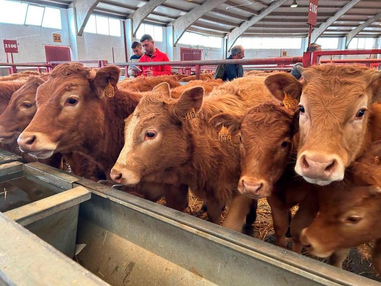 Asaja Salamanca pide flexibilidad en la vacuna obligatoria a terneros de cebo debido a “la dificultad de manejo”