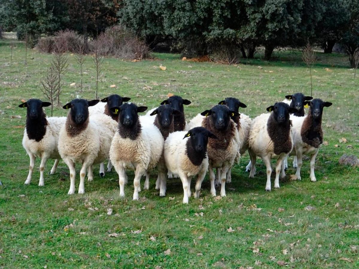 Ovejas dorper de El Cabaco.