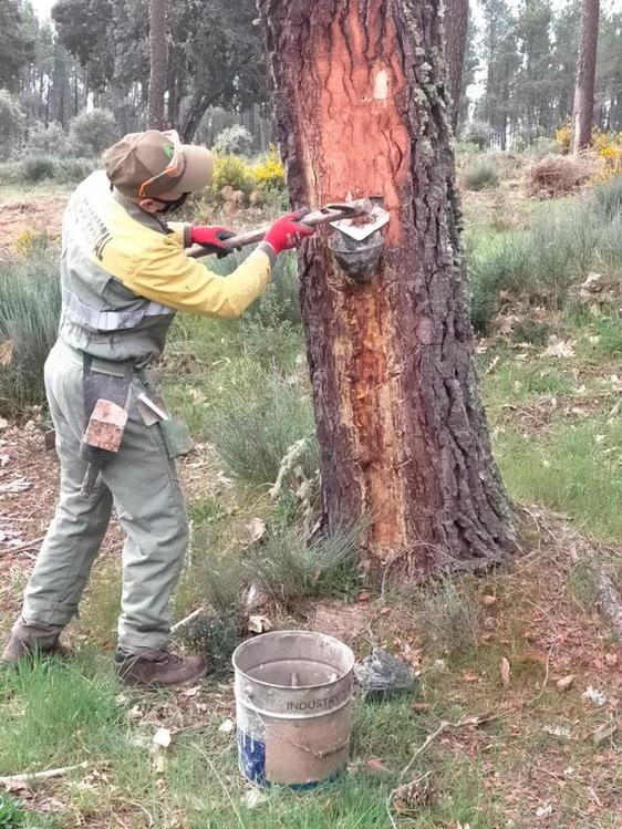 Recolección de resina en un pino de Robleda.