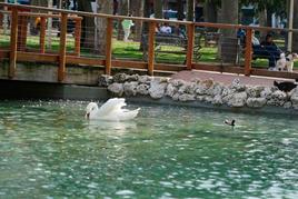 Los patos del estanque de La Alamedilla ya están en su emplazamiento.