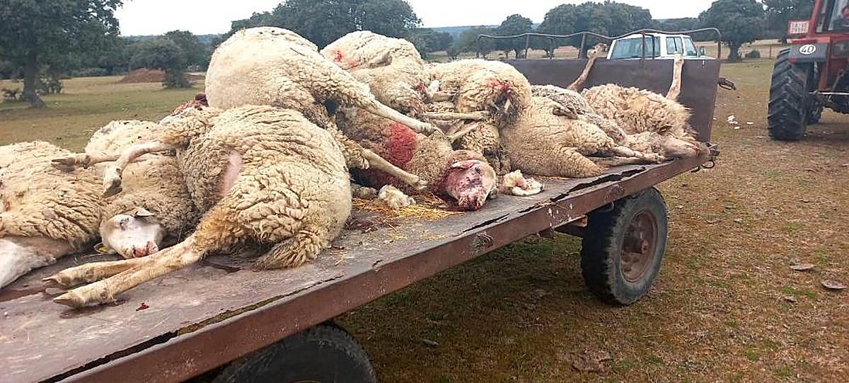 Remolque con las ovejas que le mató el lobo a Lucidio Calvo en septiembre de 2021. ARCHIVO