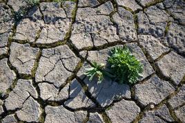 La falta de agua junto con el aumento inusual de las temperaturas están causando ya pérdidas irreparables en muchos cultivos