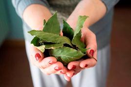 Una mujer sostiene una hojas de laurel en sus manos.