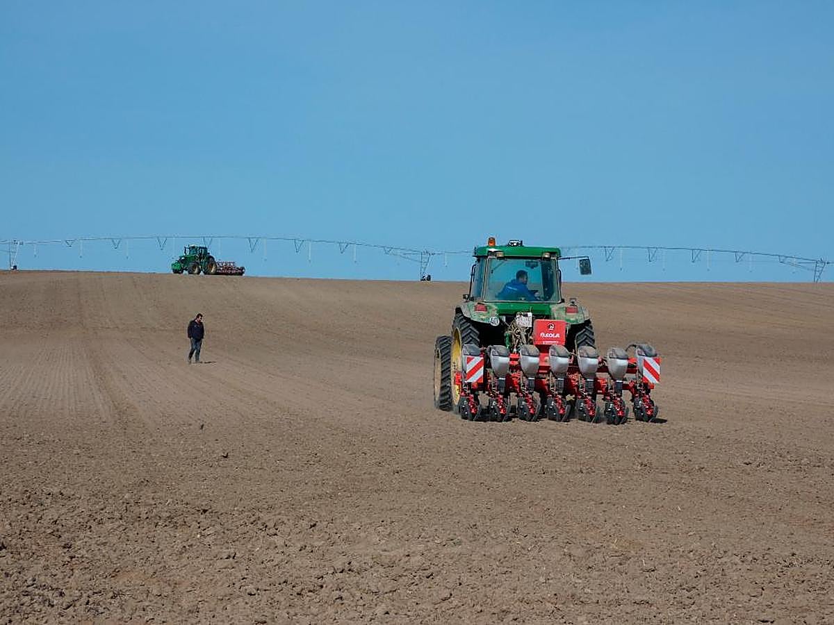 Siembra de remolacha y revisión de lo sembrado