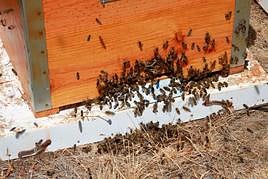 Imagen de una colmena.