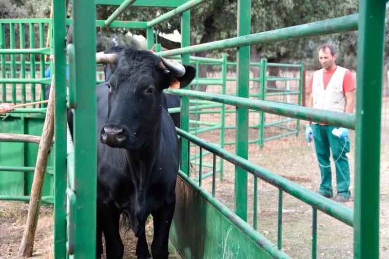 Día sin restricciones por lengua azul y a partir de este jueves, más facilidad de la esperada