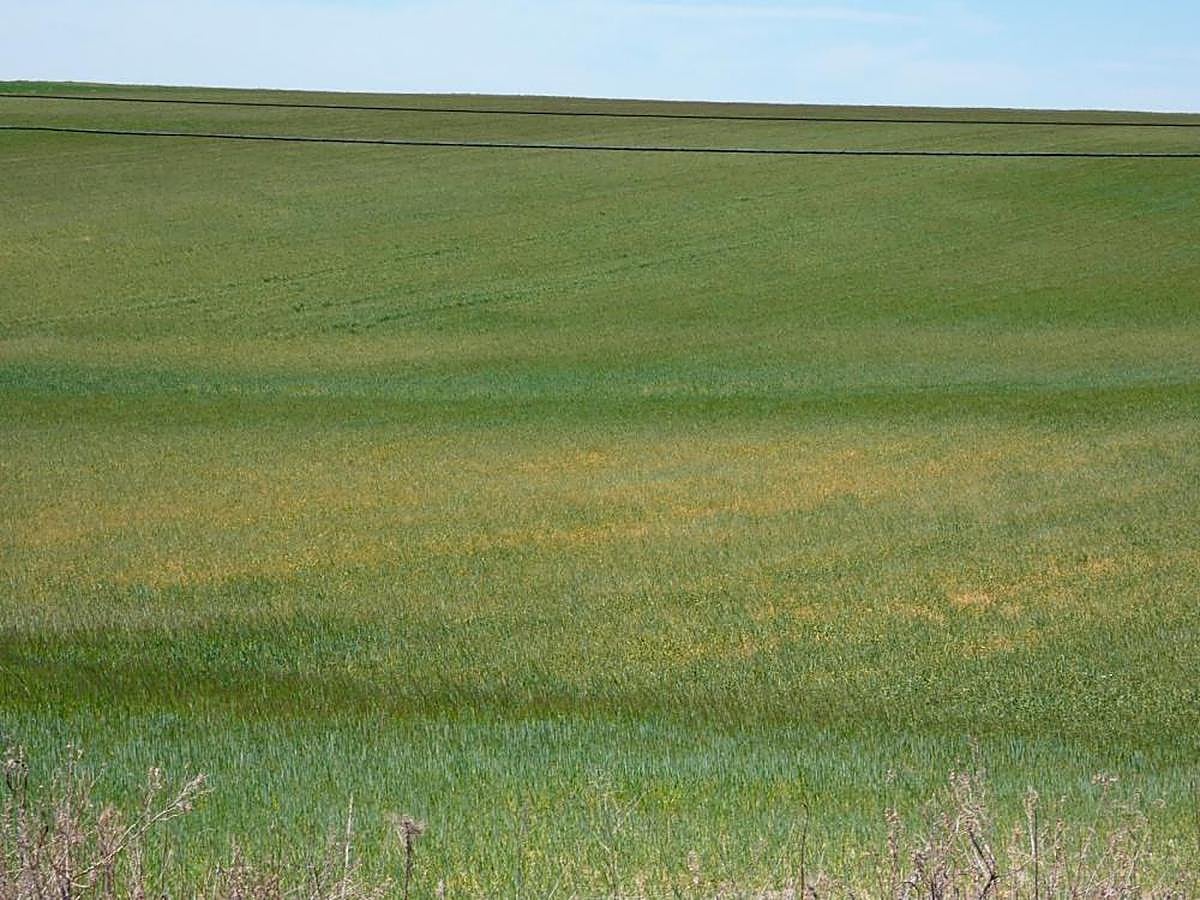 Parcelas de cereal dañadas por la sequía en Santiago de la Puebla.