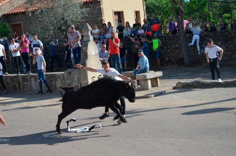 Un mozo aprovecha el veloz recorrido de una vaca para mostrar su valor.