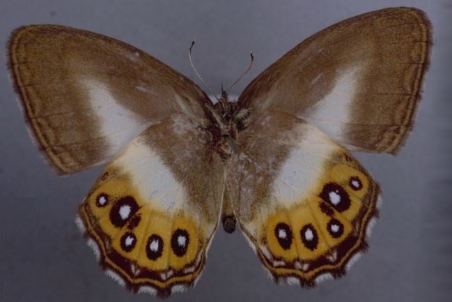 El Señor de los Anillos 'bautiza' a una nueva raza de mariposas