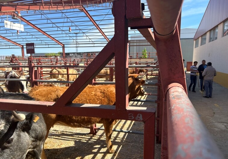 Recinto de las vacas en el mercado, donde hubo 1.123 reses esta semana.