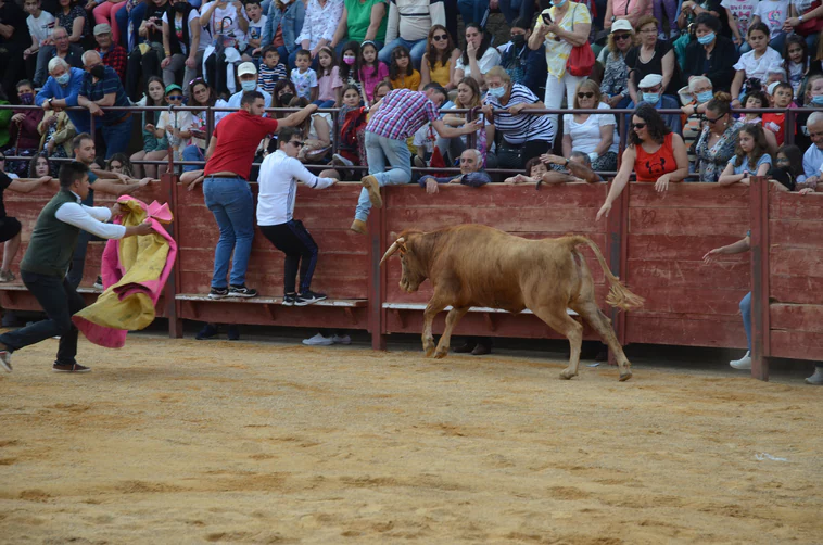 Suelta de vaquillas en la plaza de toros instalada en Cabrillas.