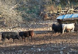 Una de las explotaciones de vacuno de cebo de Valdelamatanza