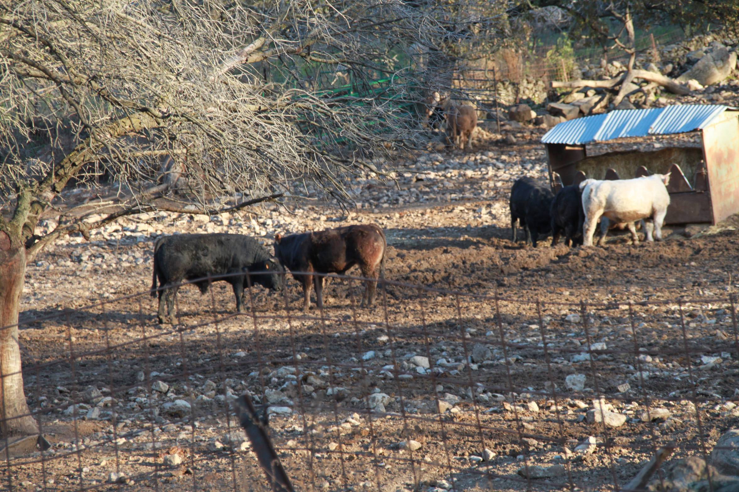 Una de las explotaciones de vacuno de cebo de Valdelamatanza