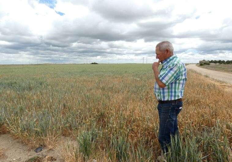 Un agricultor mira con preocupación el estado del trigo en Zorita de la Frontera