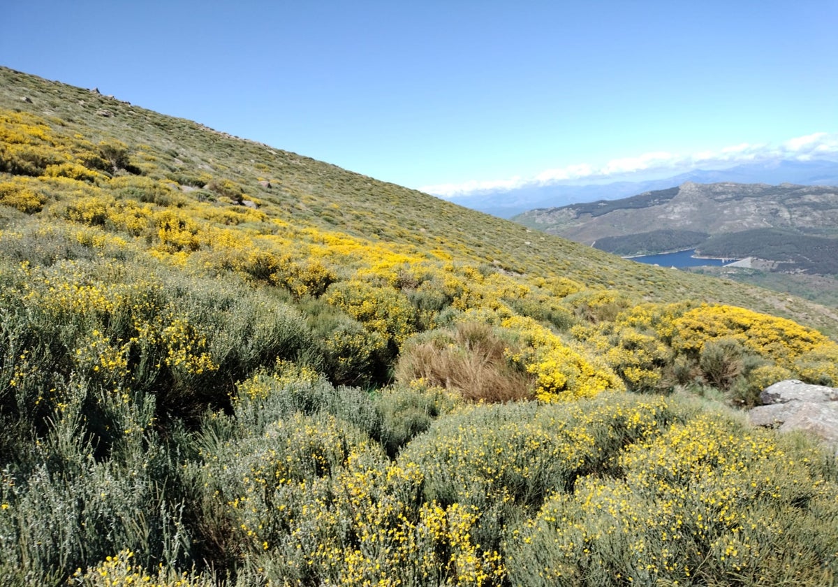 Imagen de las escobas en flor en primer término y, al fondo, el pantano de Navamuño próximo a Béjar y Candelario.