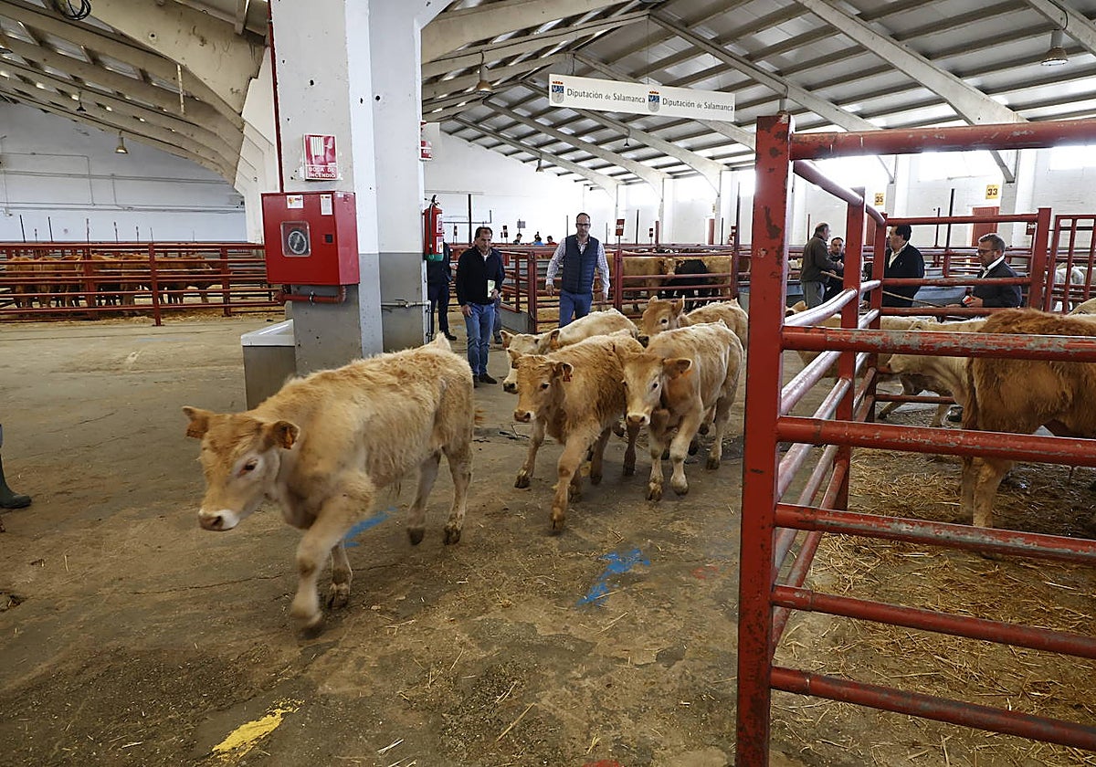 Una imagen del mercado de ganados.