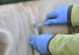 Pruebas de la tuberculosis bovina