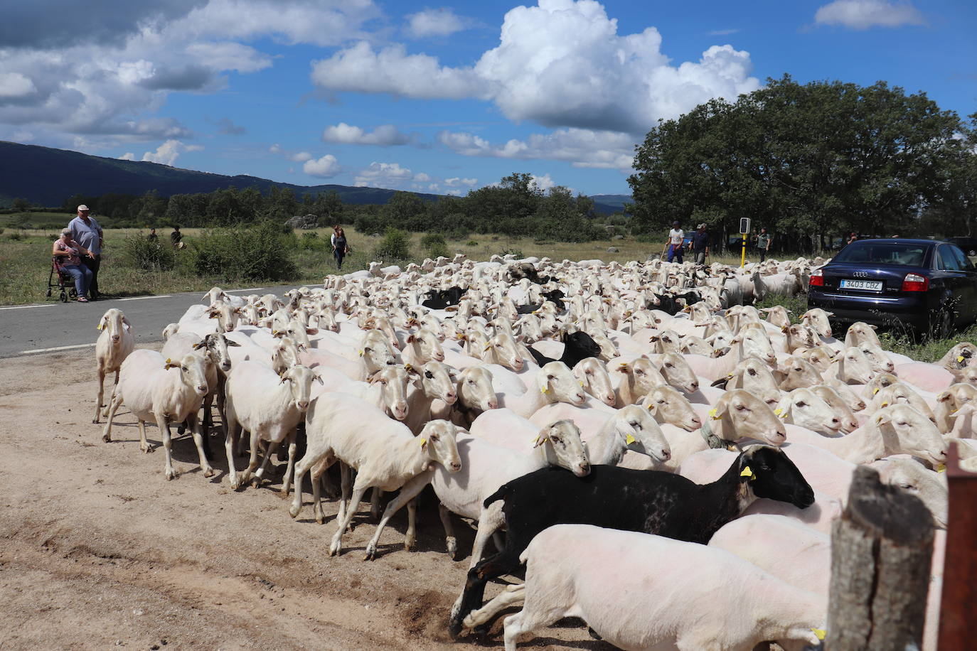 Esencia viva de la trashumancia en Aldeacipreste