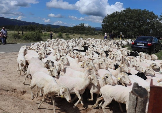 Esencia viva de la trashumancia en Aldeacipreste