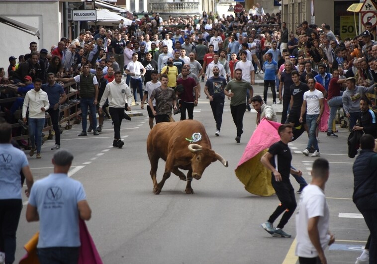 «Bilanero», el VII Toro de Corpus que saltó a las calles de Vitigudino el pasado sábado abriendo los festejos taurinos de este año.