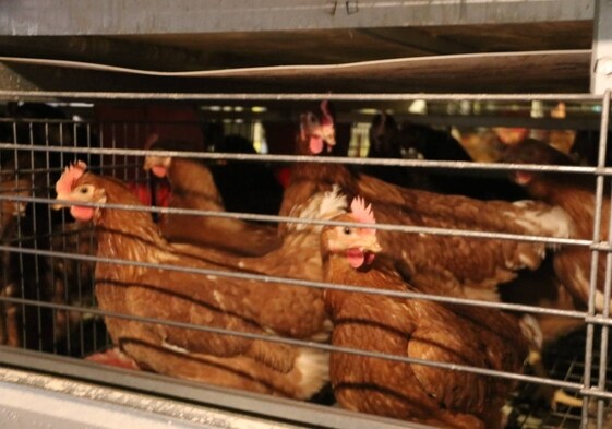 Violan y matan a 15 gallinas en una finca en Jaén