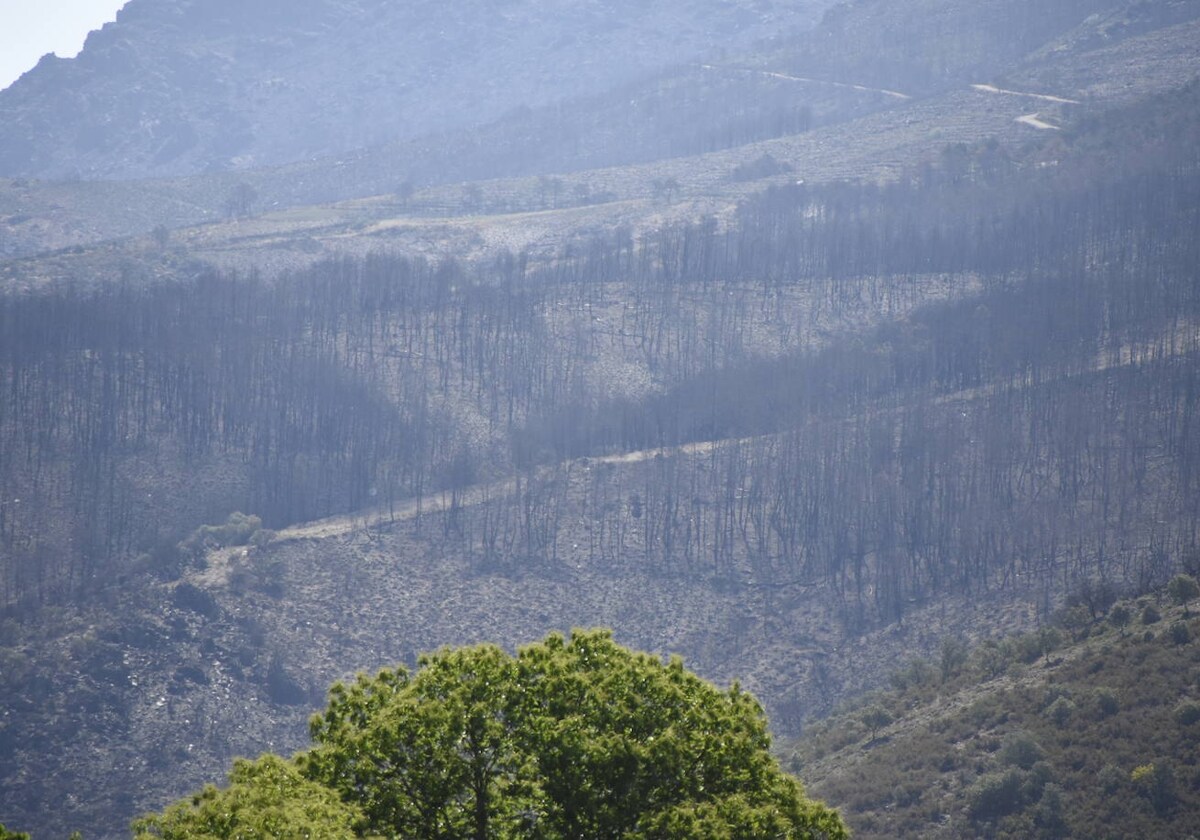 Los montes de Monsagro todavía reflejan la dureza del incendio del pasado verano.