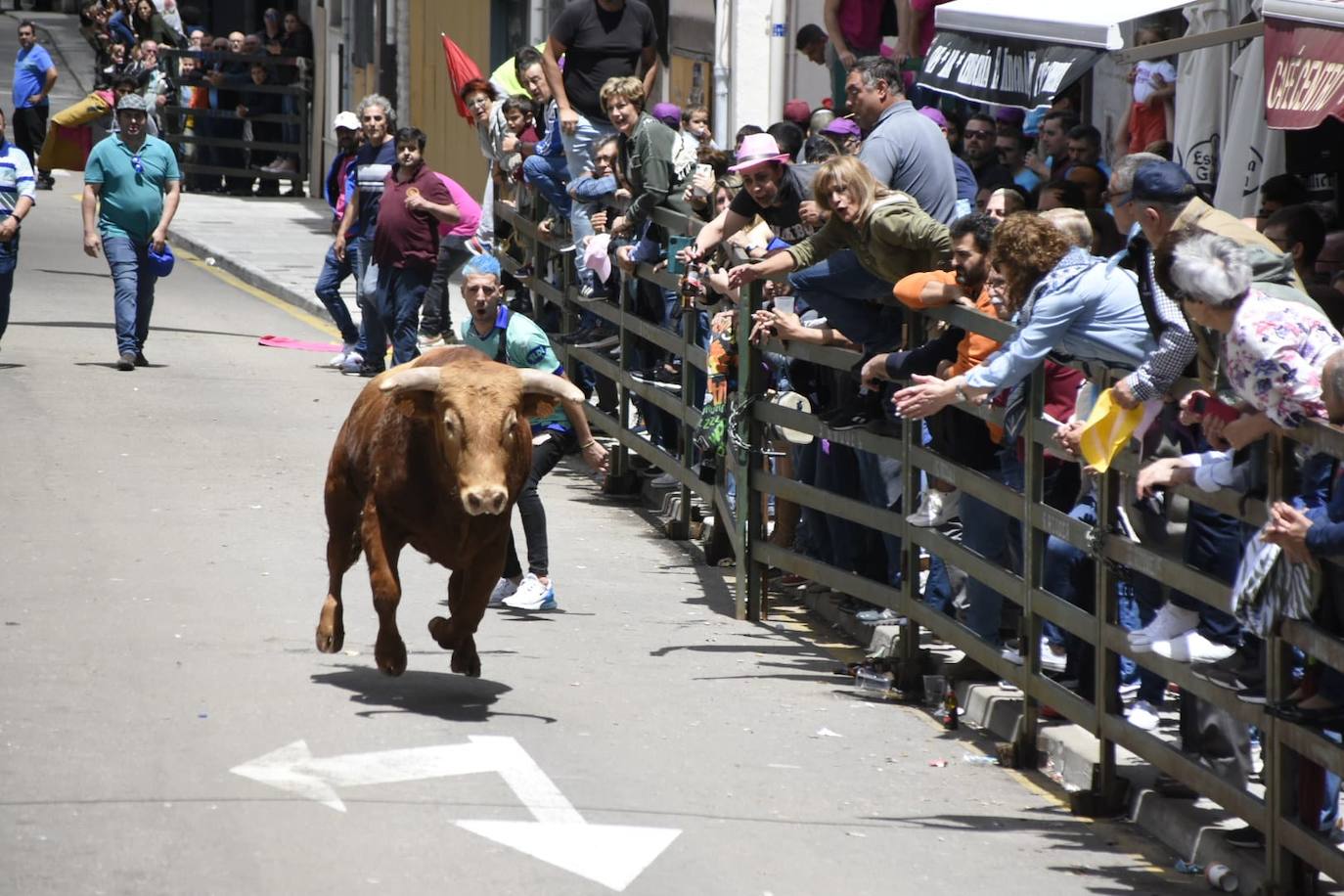 Vitigudino vive su primer encierro de las Fiestas del Corpus sin ningún incidente