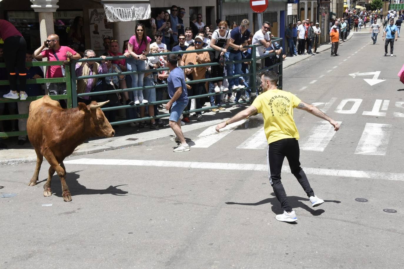 Vitigudino se llena para el segundo encierro de las fiestas del Corpus