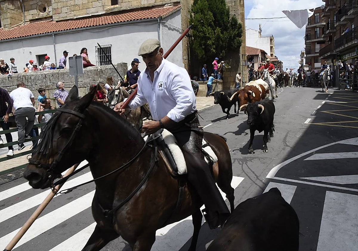 Encierros limpios y rápidos en Vitigudino