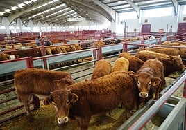 Una imagen del mercado.