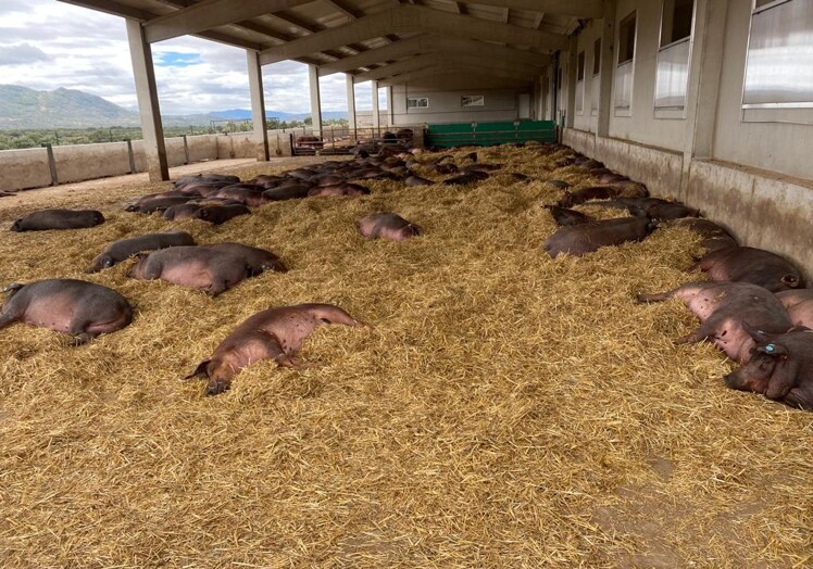 En ICPOR apuestan por un modelo que incorpora los sistemas más avanzados de gestión porcina. En la imagen, cerdos en una explotación.