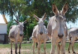 Burros de ganaderias españolas