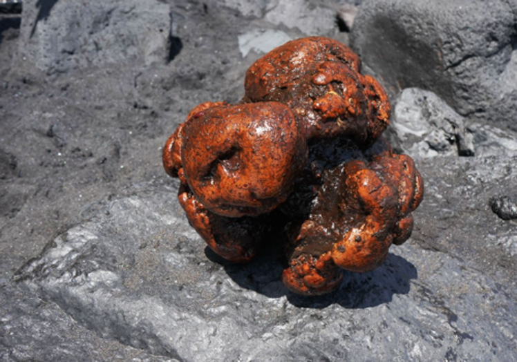 Piedra ámbar extraída del cachalote