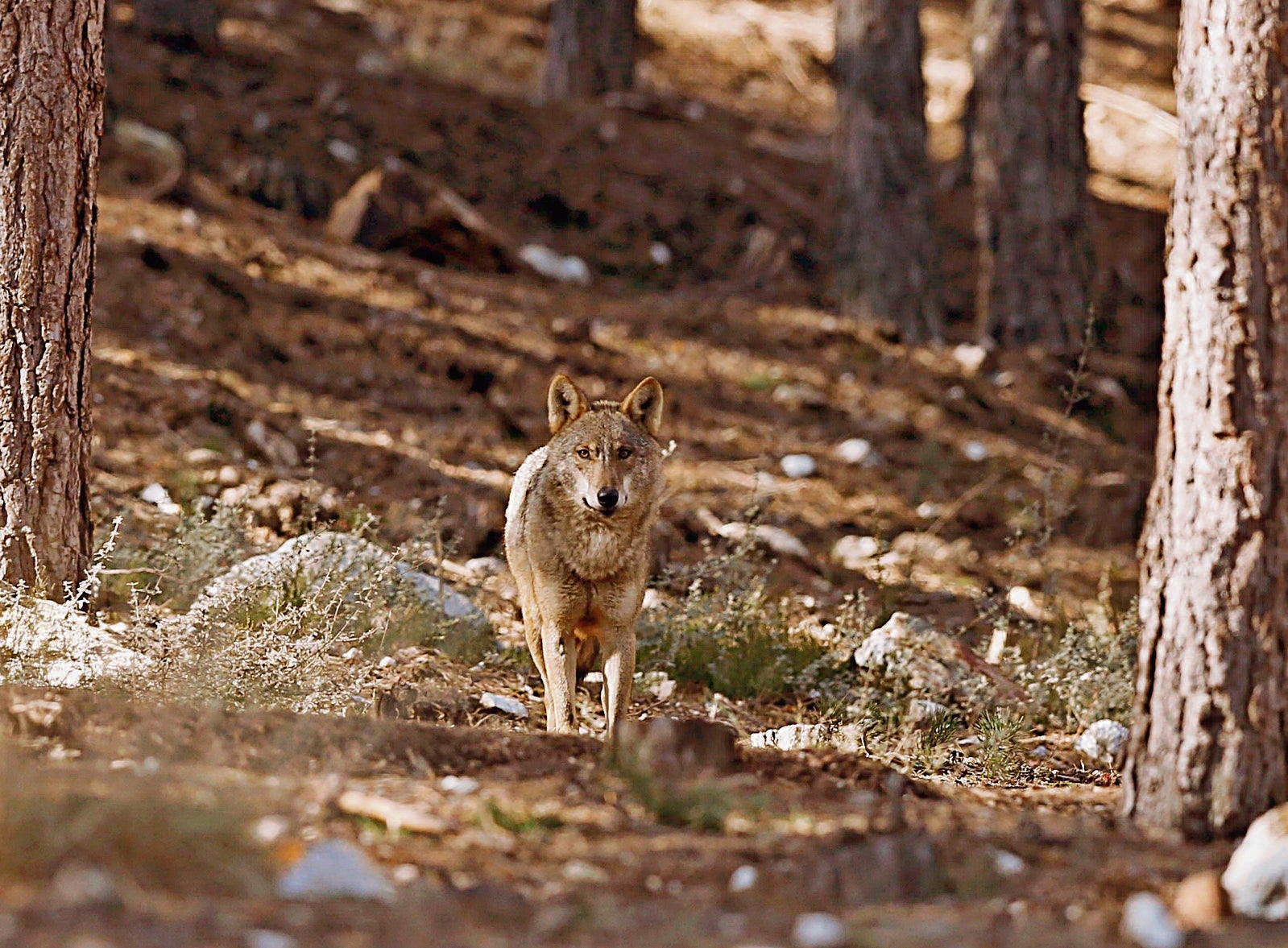 Ejemplar de lobo ibérico en la Sierra de La Culebra.