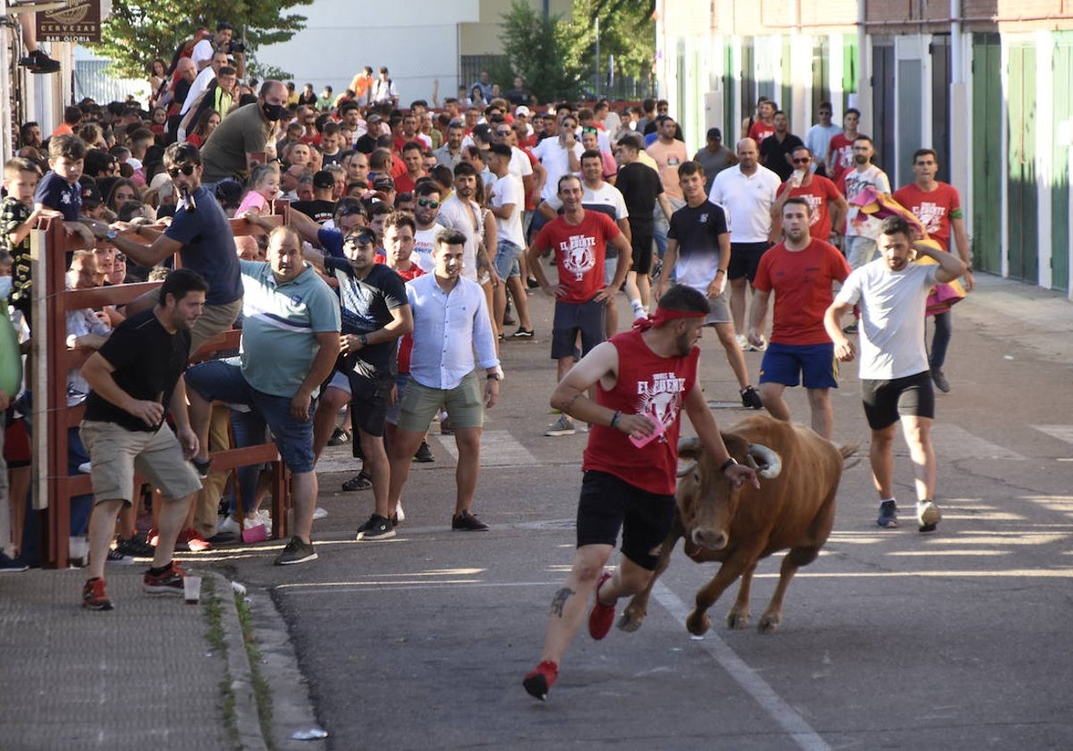 Multitudinaria suelta de vaquillas durante las fiestas del Barrio Nuevo del pasado año.