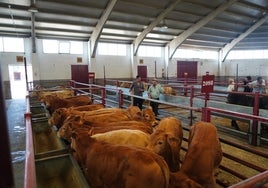 El mercado de ganados de Salamanca.