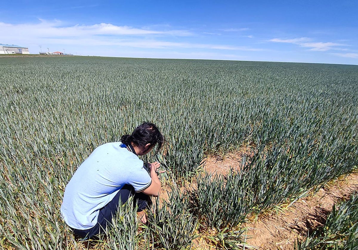 Un agricultor observa el estado de un cultivo de trigo
